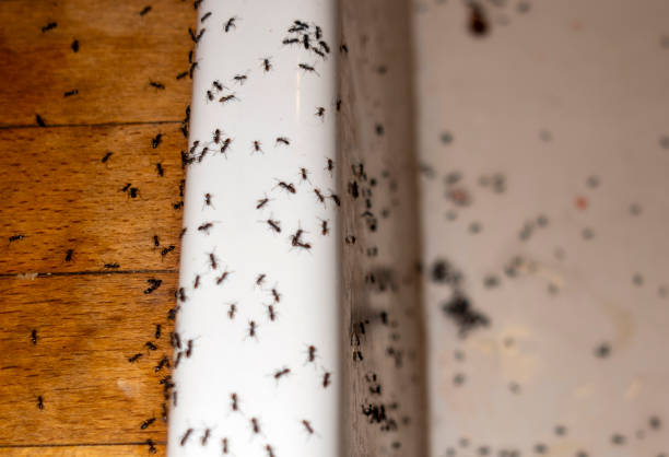 Best Pest Control for Businesses  in Wimauma, FL